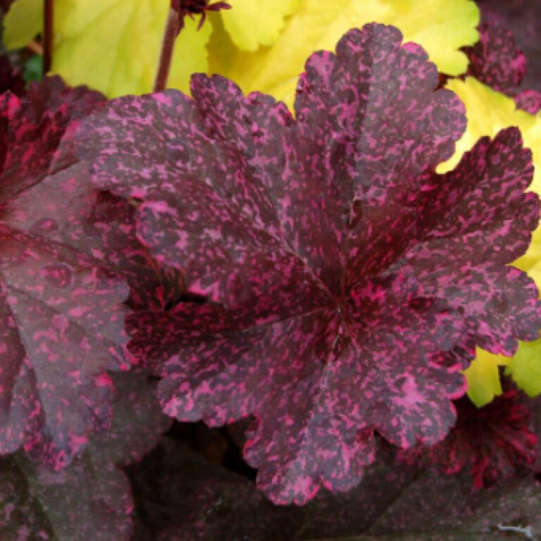 2. Heuchera (Coral Bells) 