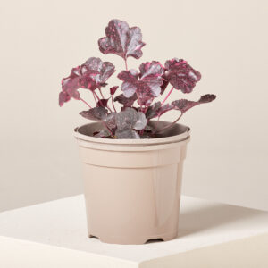 Heuchera 'Midnight Rose'