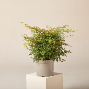 Nandina domestica 'Gulf Stream'