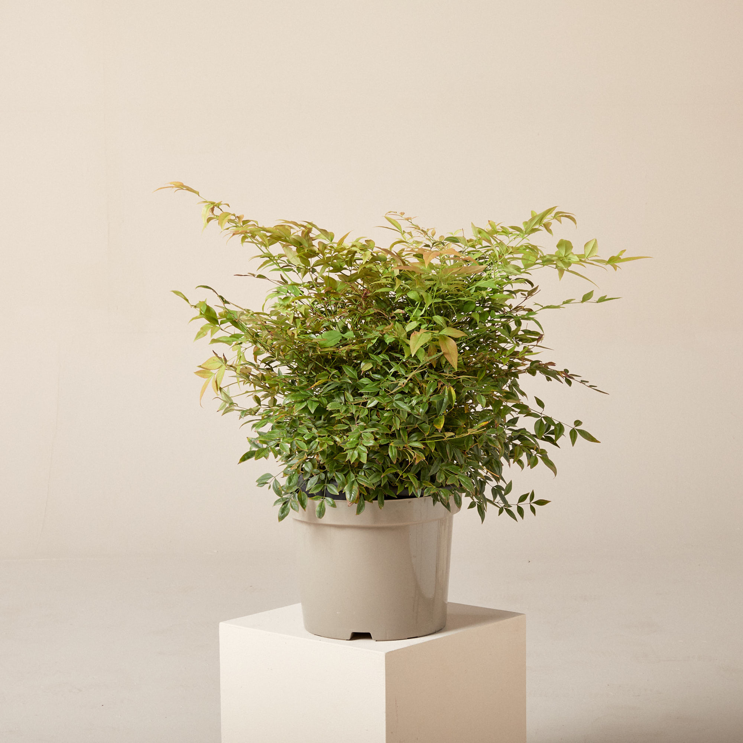 Nandina domestica 'Gulf Stream'