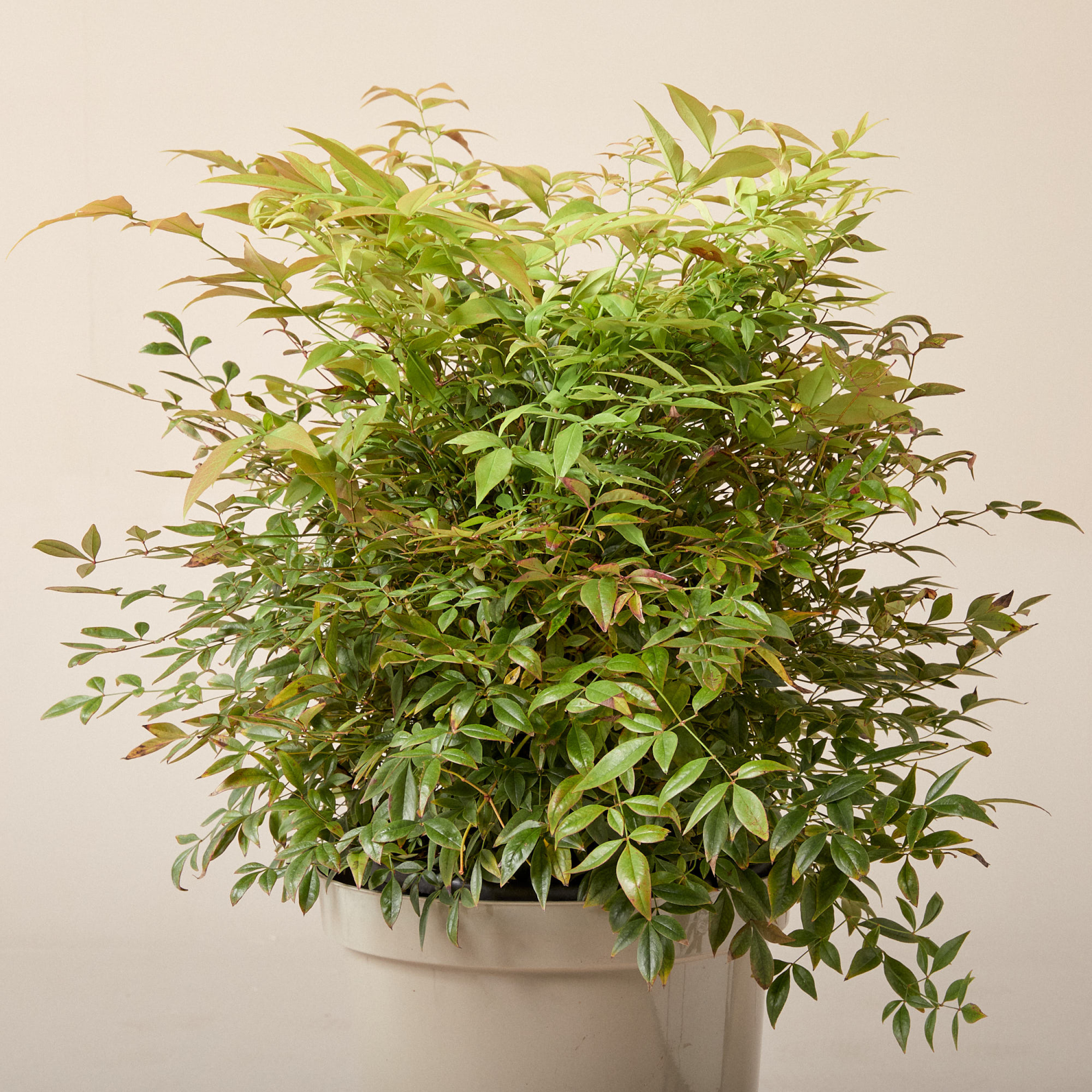 Nandina domestica 'Gulf Stream'