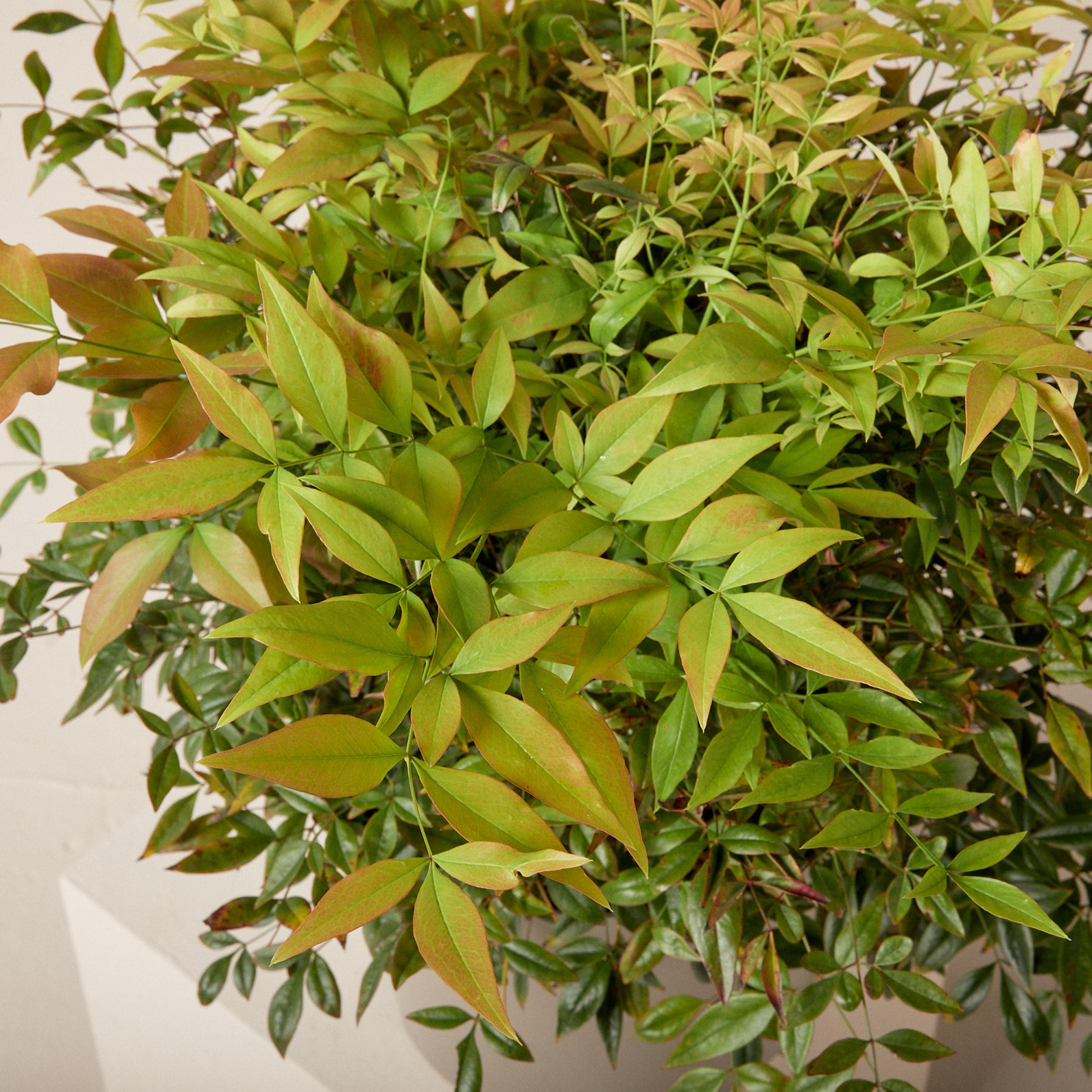 Nandina domestica 'Gulf Stream'