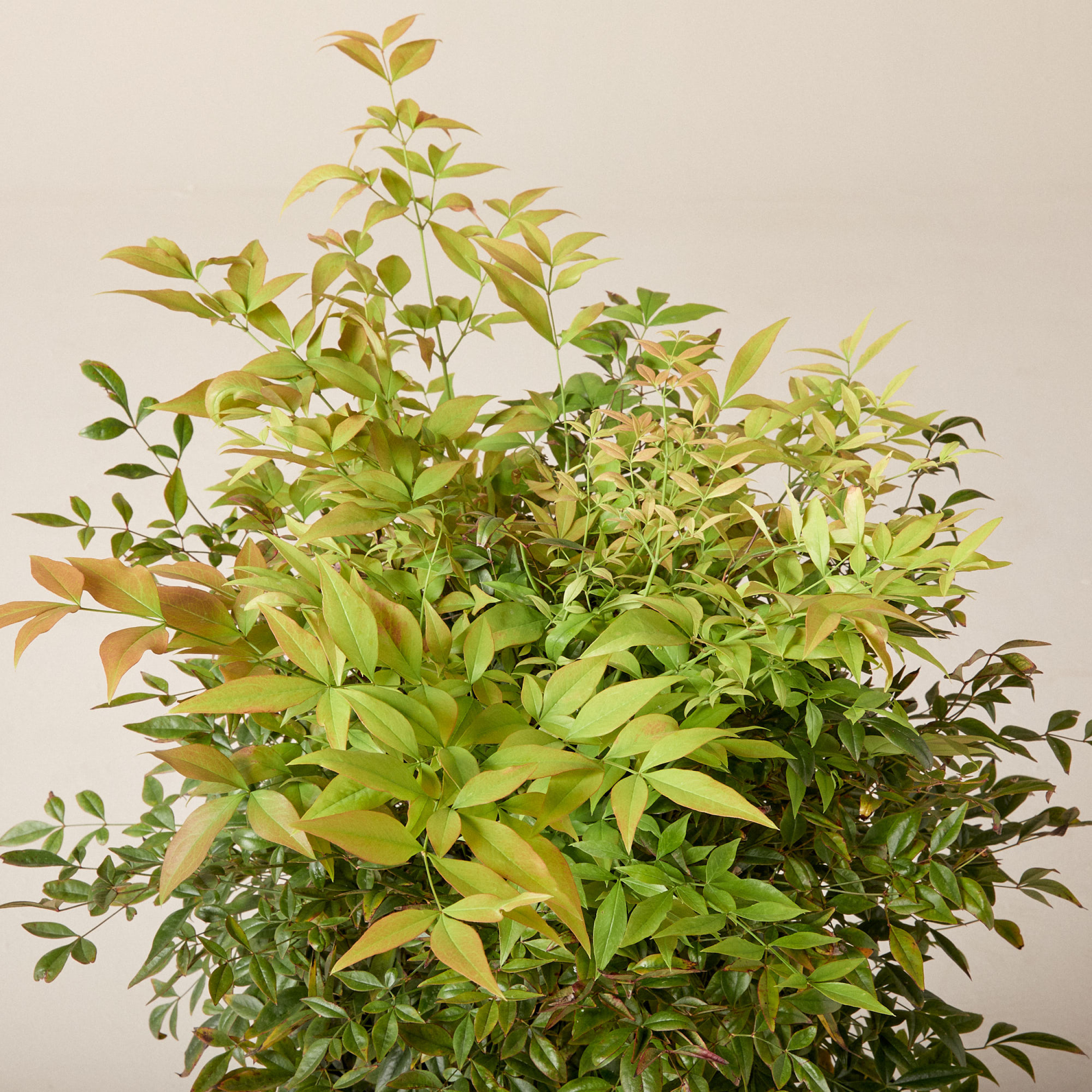 Nandina domestica 'Gulf Stream'
