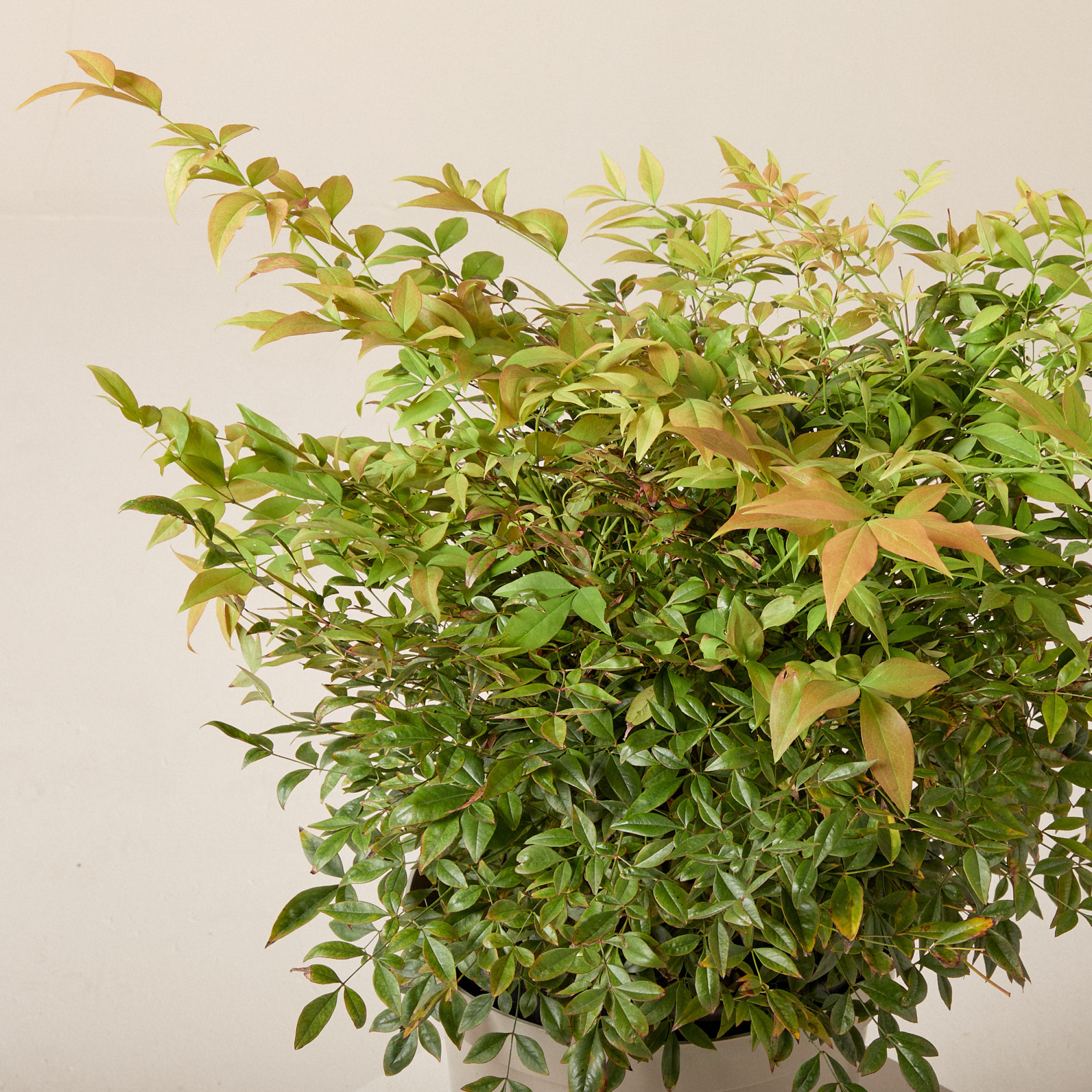 Nandina domestica 'Gulf Stream'