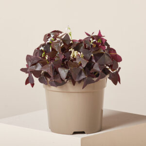 Oxalis 'Black Velvet'