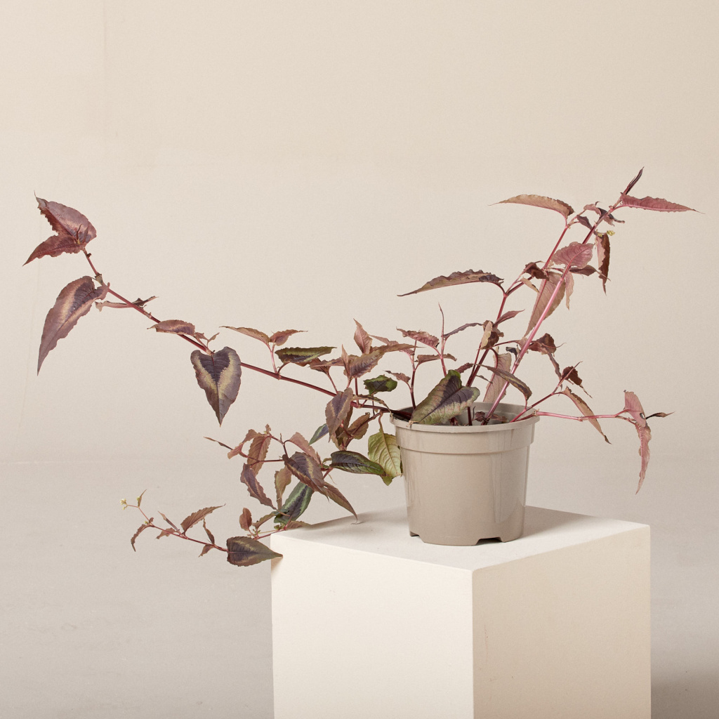 Persicaria microcephala 'Red Dragon'