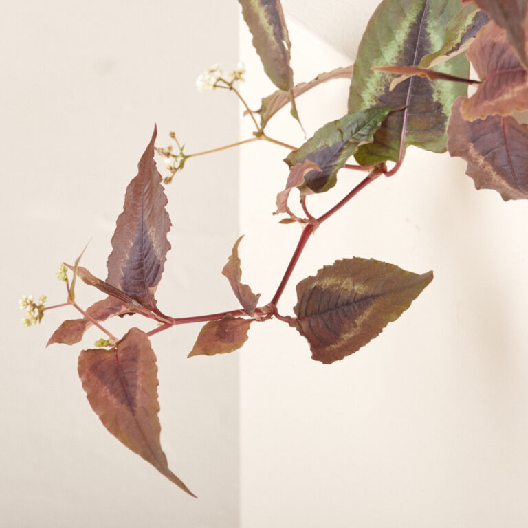 Persicaria microcephala ‘Red Dragon’