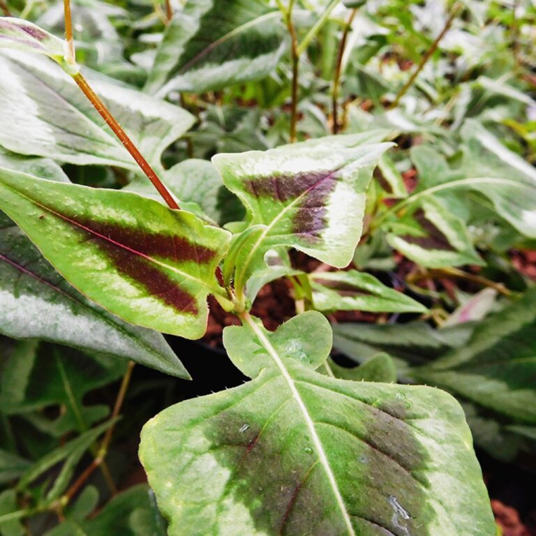 Persicaria microcephala ‘Purple Fantasy’