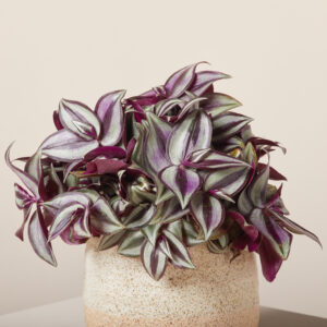 Tradescantia zebrina