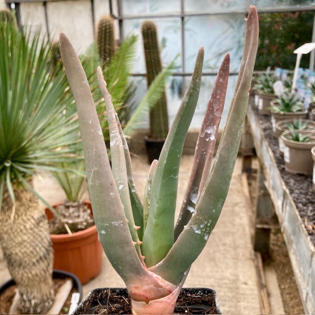 Aloe ‘Hercules’