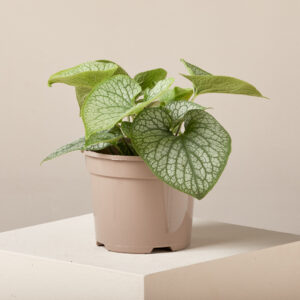 Brunnera macrophylla 'Alexander's Great'