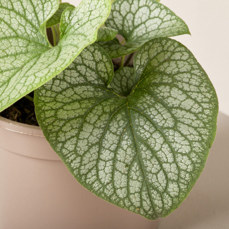 Brunnera macrophylla 'Alexander's Great'