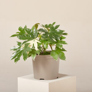 Fatsia japonica 'Variegata'