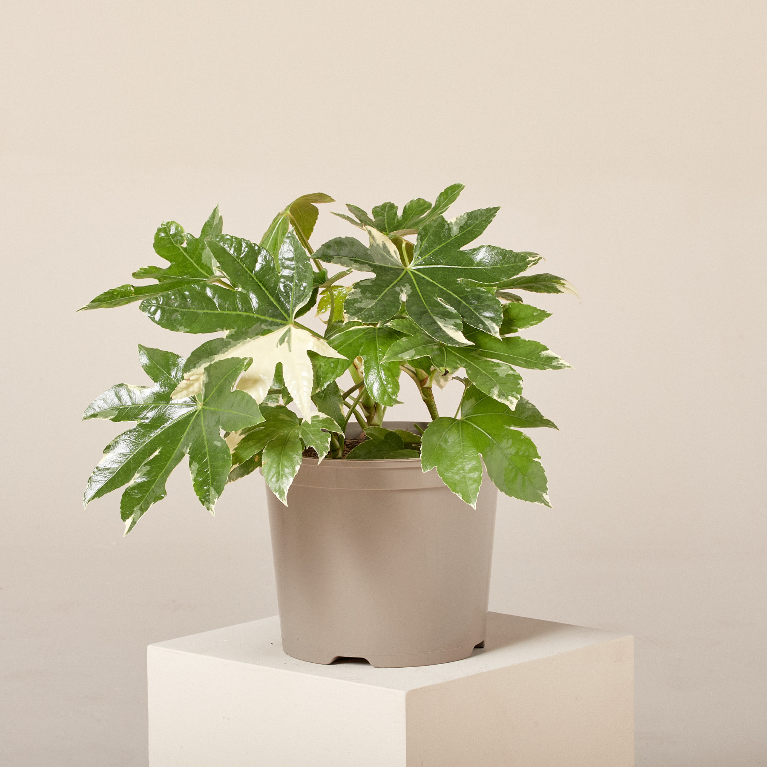Fatsia japonica 'Variegata' | The Palm Centre