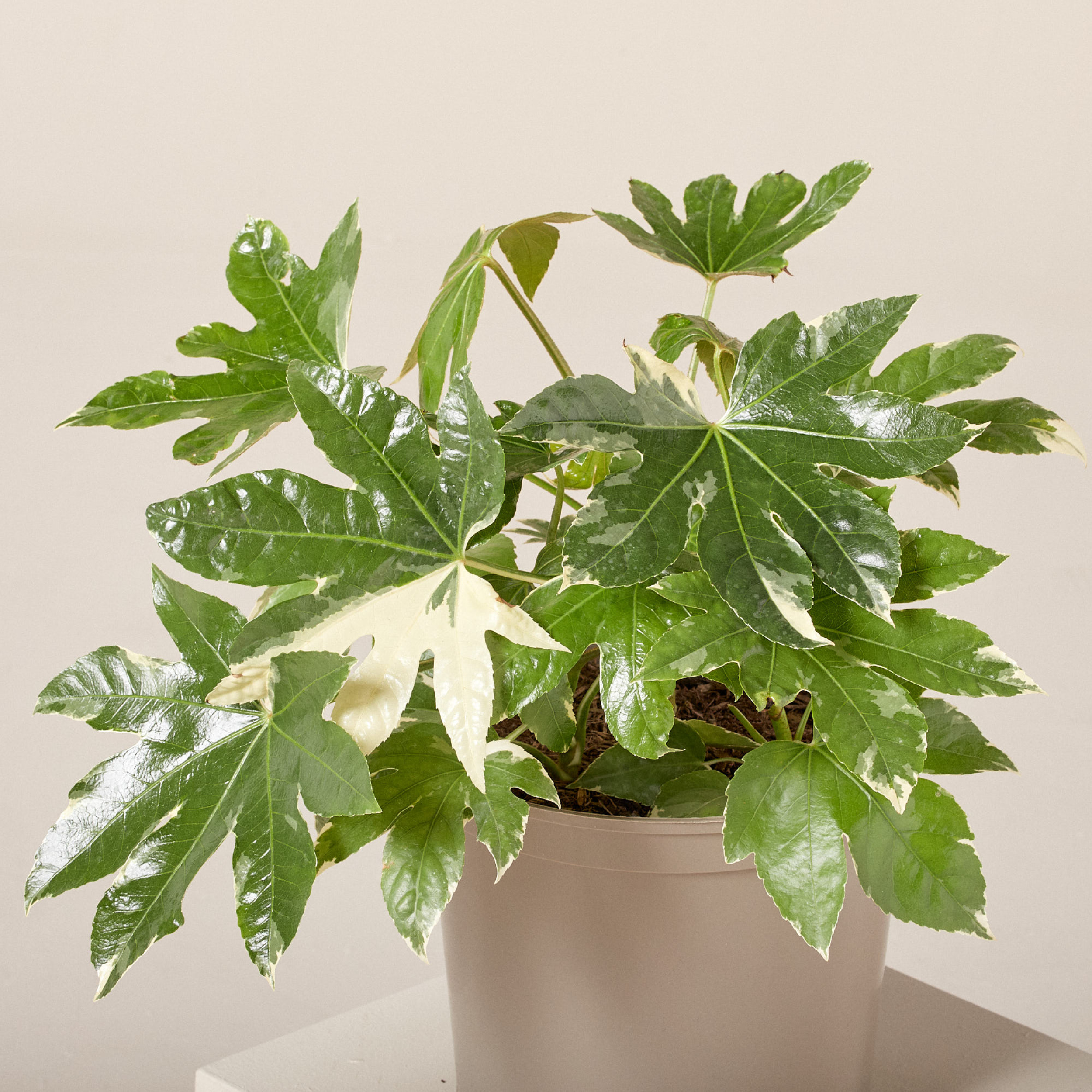 Fatsia japonica 'Variegata'