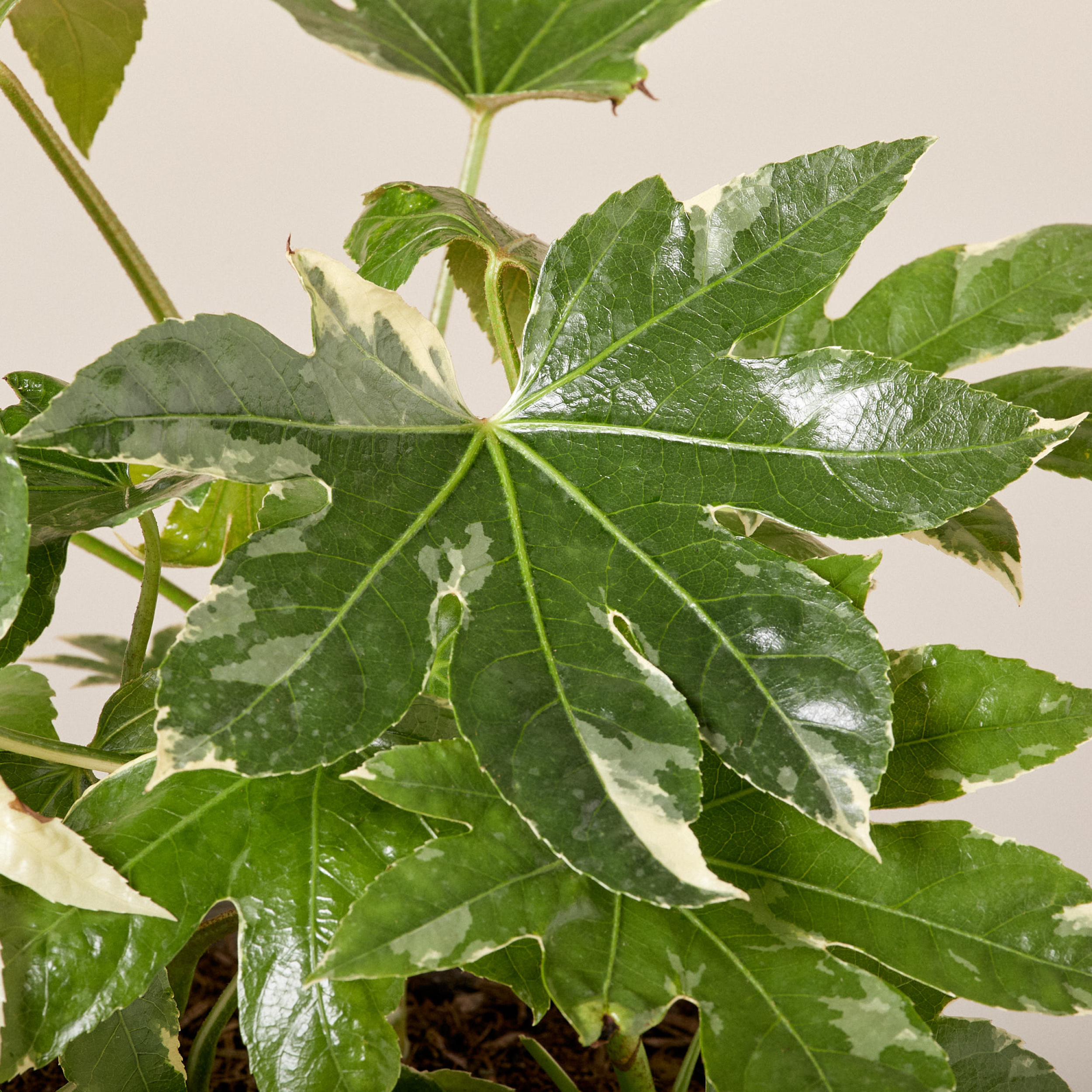 Fatsia japonica 'Variegata'