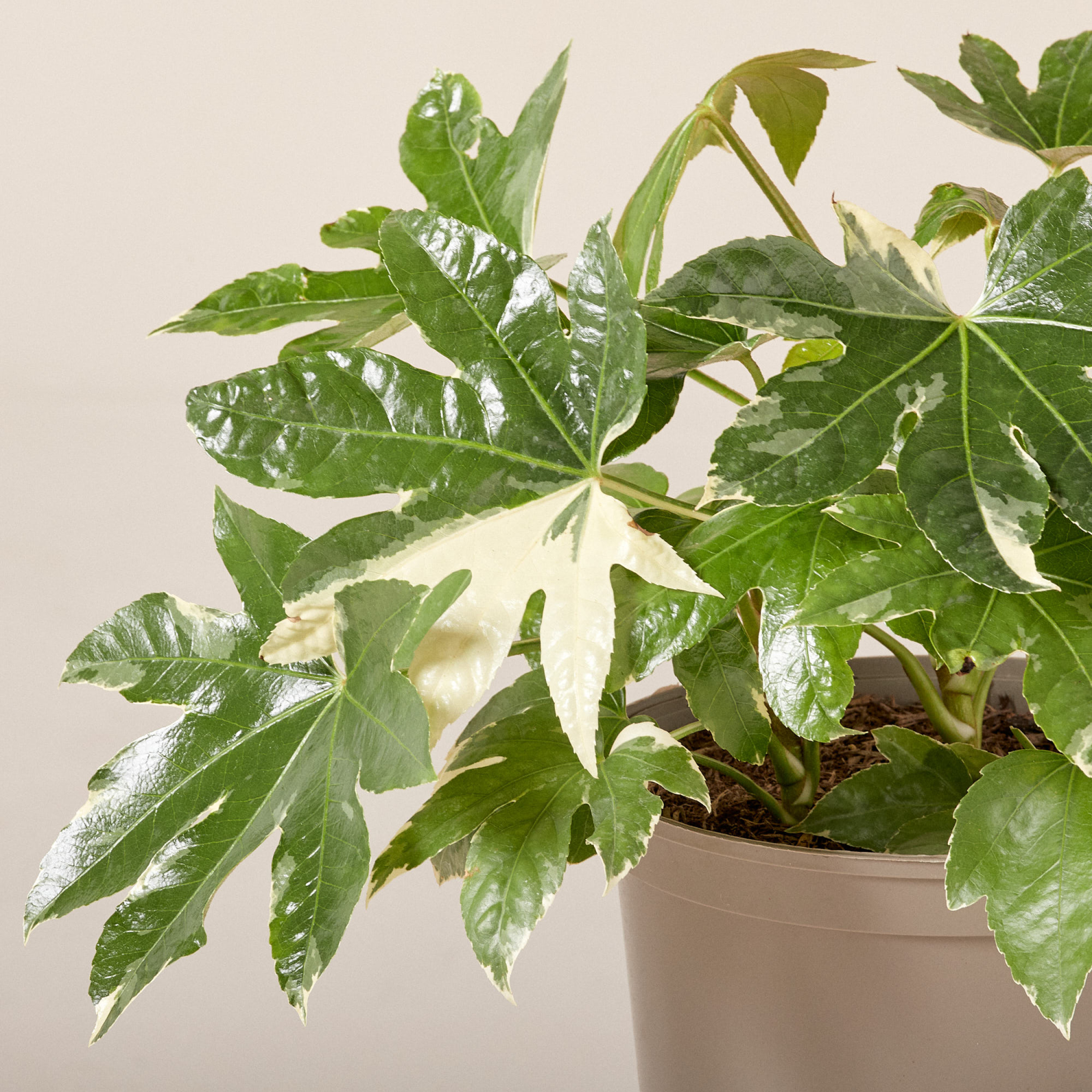 Fatsia japonica 'Variegata' | The Palm Centre