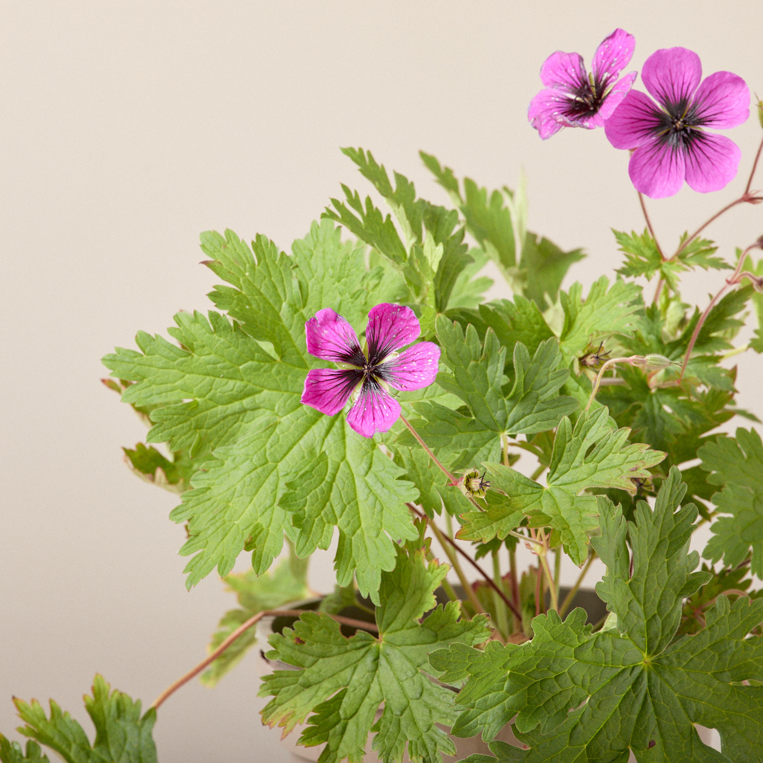 Geranium 'Dragon Heart®'
