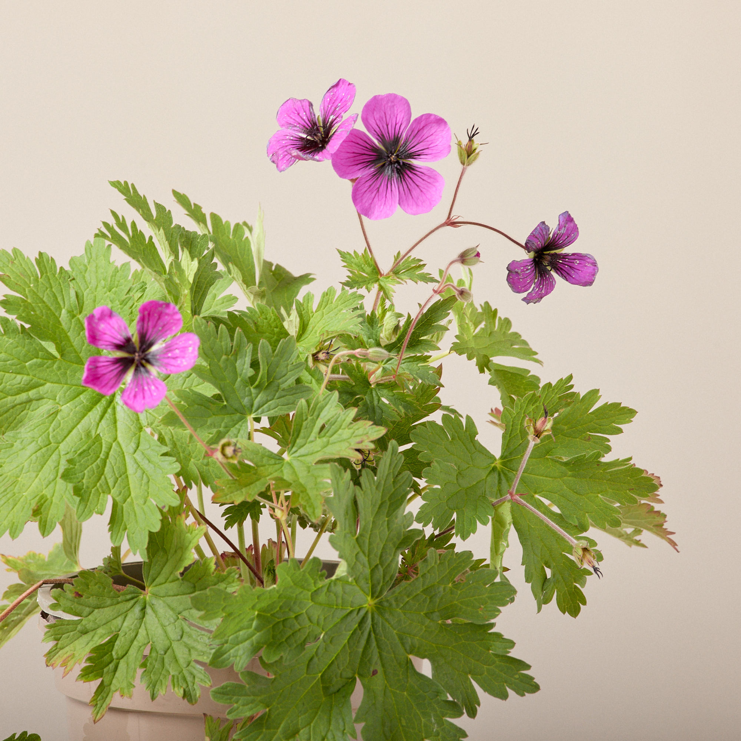 Geranium 'Dragon Heart®'