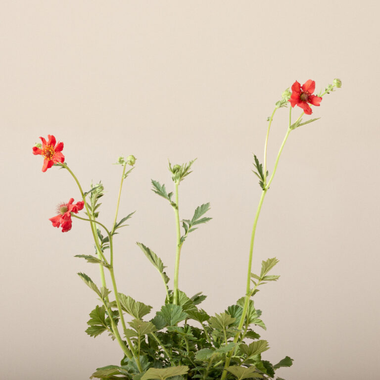 Geum chiloense 'Mrs Bradshaw'