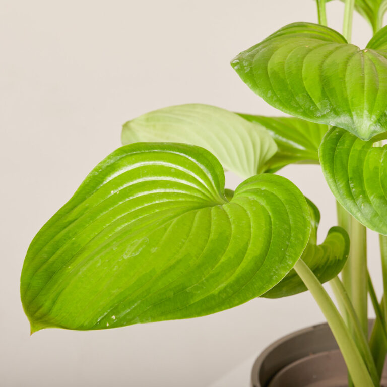 Hosta 'Guacamole'