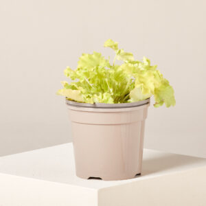 Heuchera 'Lime Marmalade'