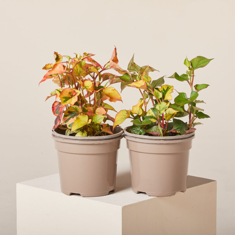 Houttuynia cordata 'Chameleon'