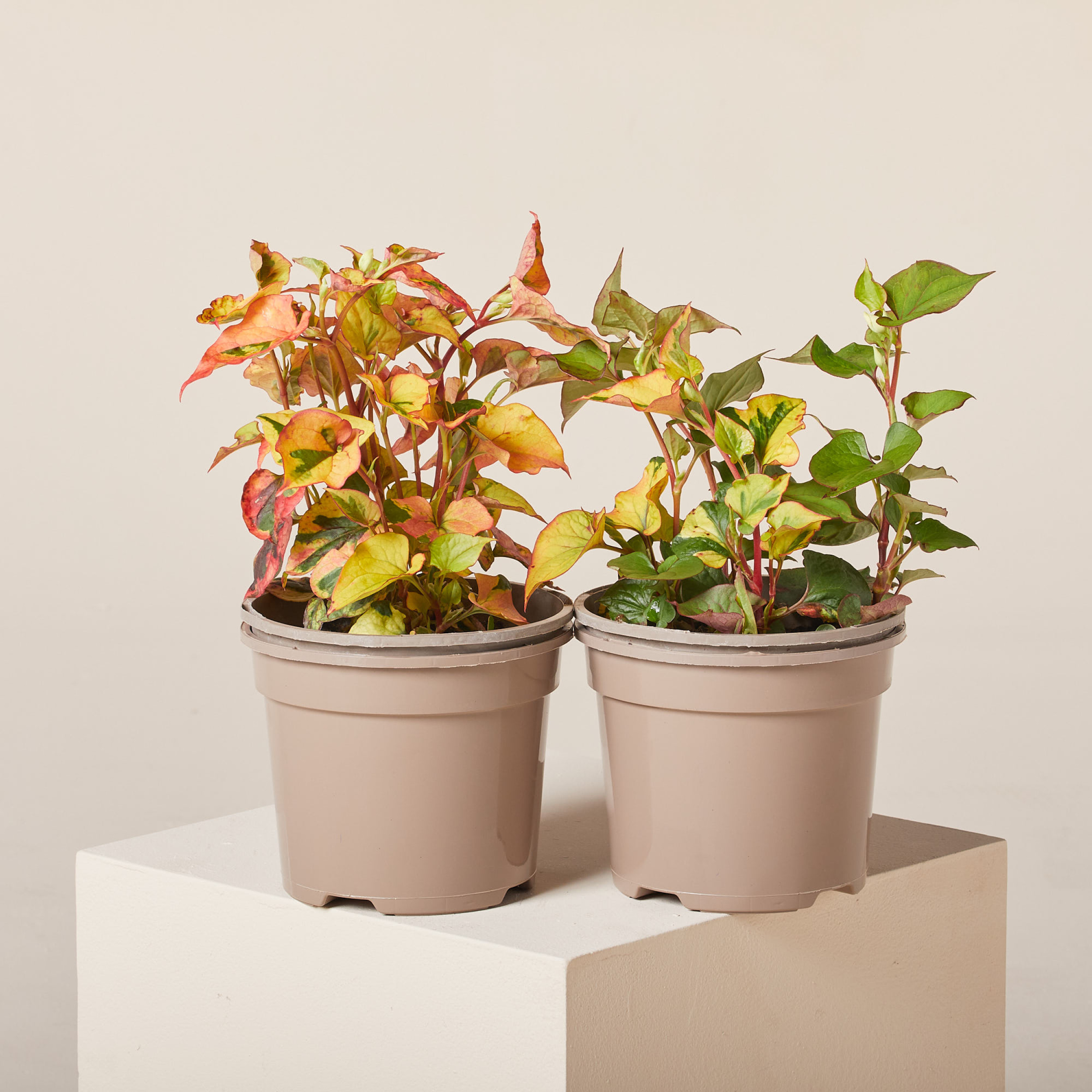Houttuynia cordata 'Chameleon' | The Palm Centre
