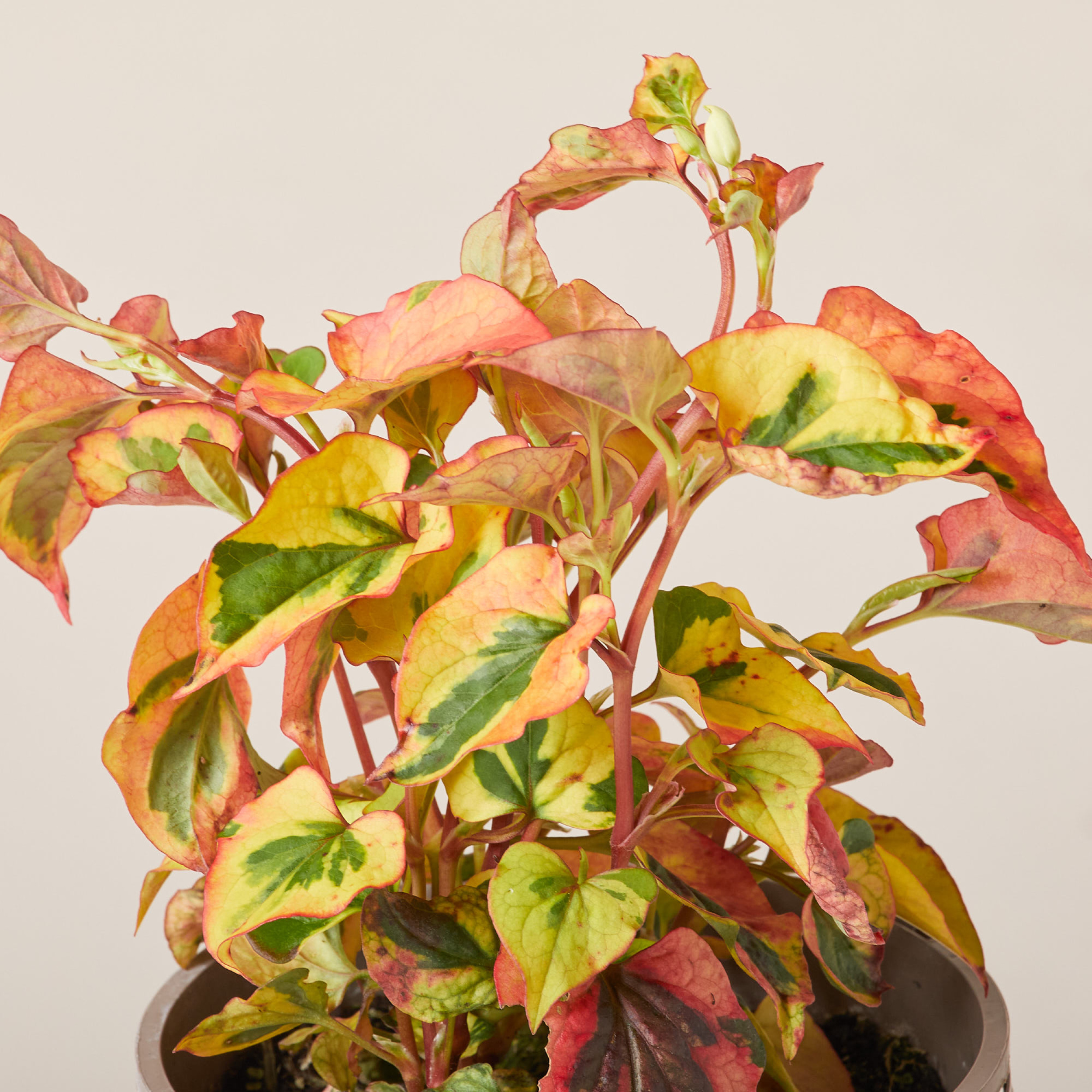 Houttuynia cordata 'Chameleon'