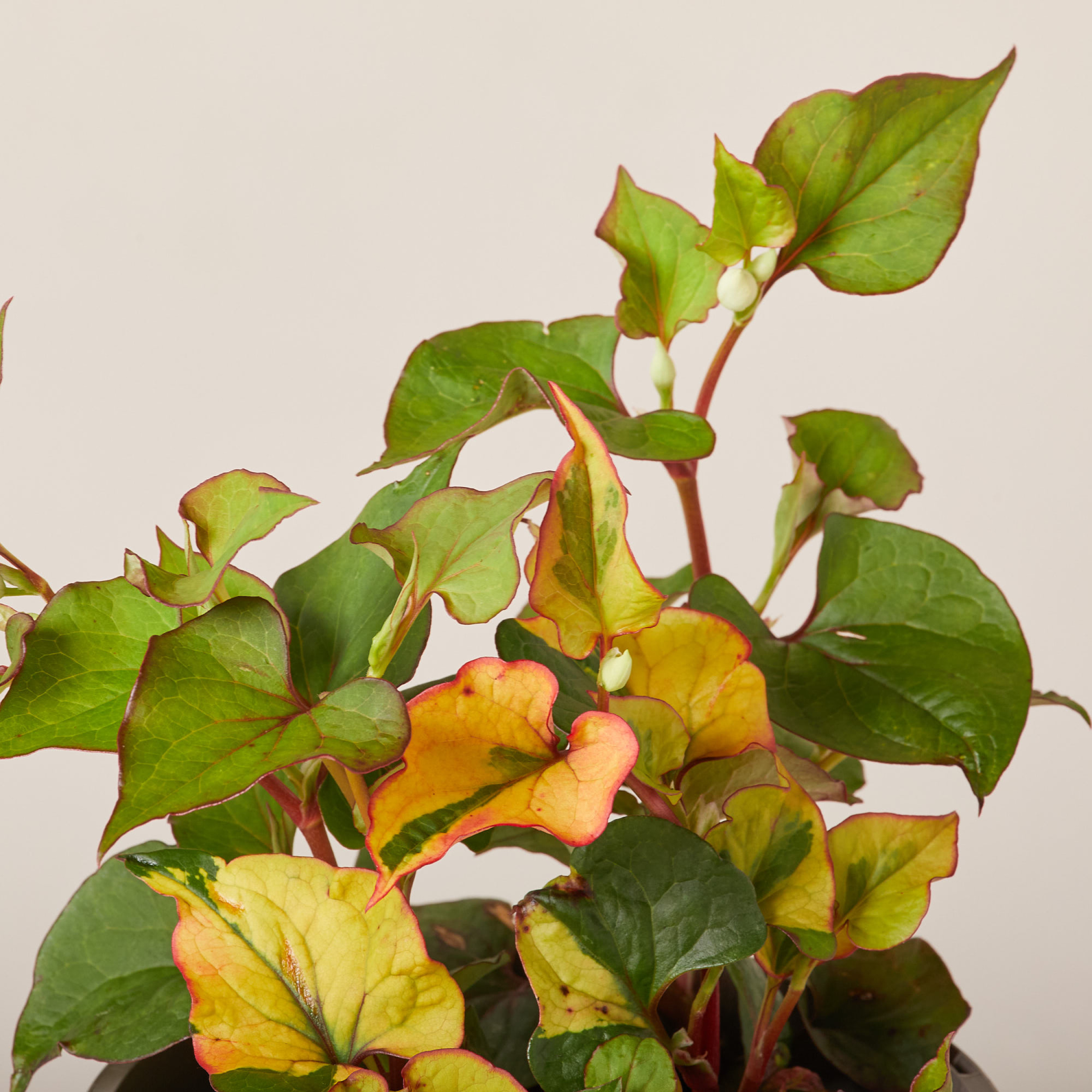 Houttuynia cordata 'Chameleon'