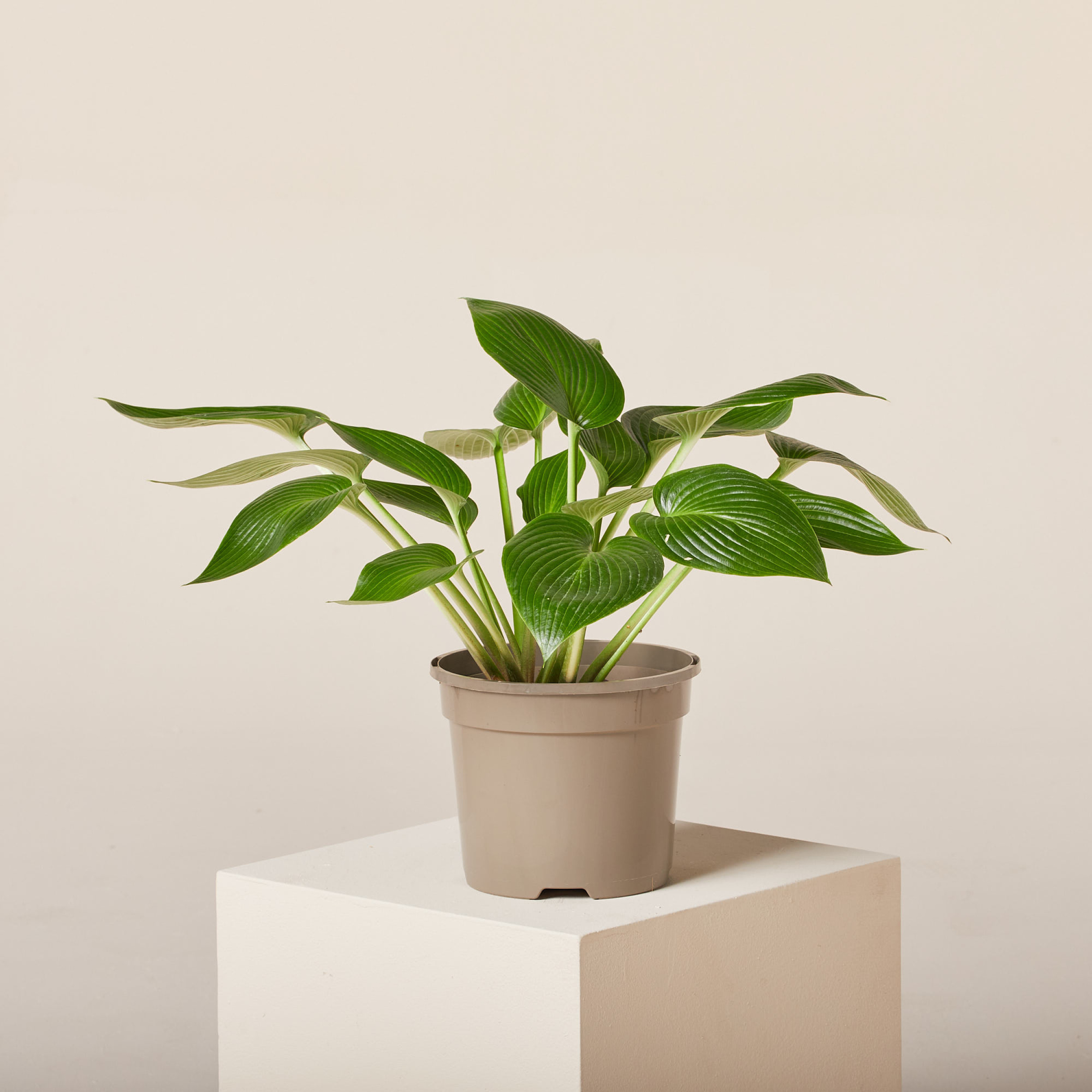 Hosta 'Devon Green' | The Palm Centre