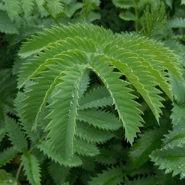 Melianthus major