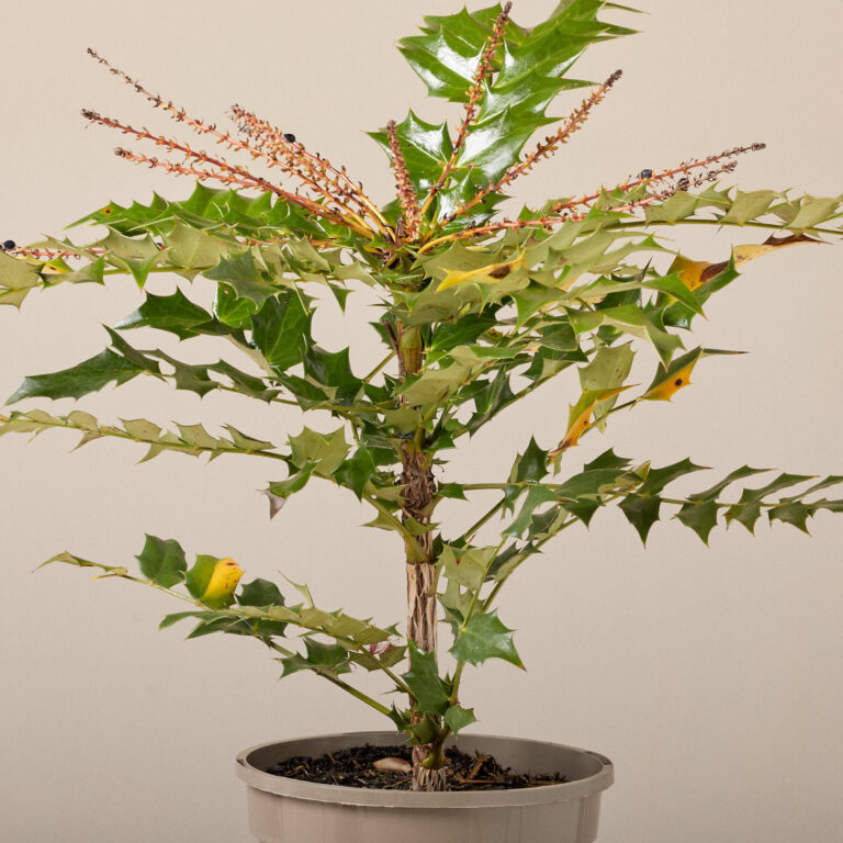 Mahonia x media 'Winter Sun'