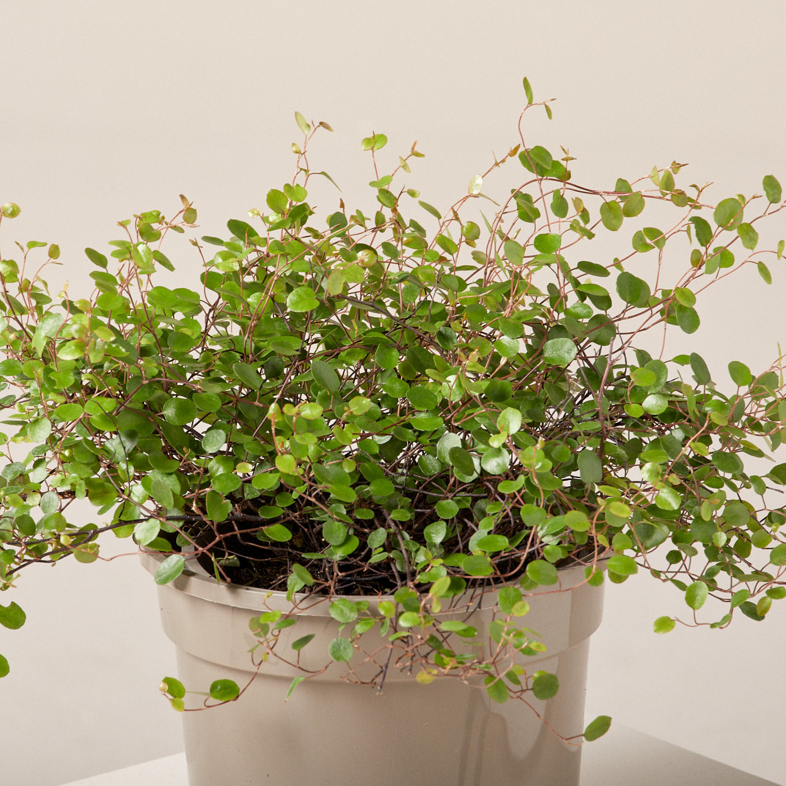 yellow philodendron Philodendron 'Yellow Ghost'  Lichen or Knot Plant Company LLC