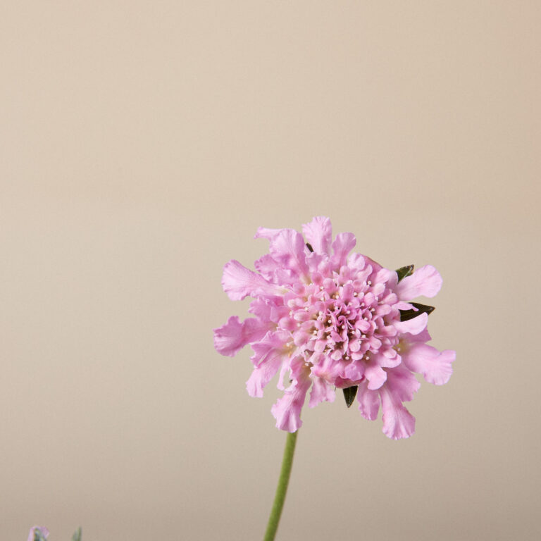 Scabious columaria 'Flutter Rose Pink'
