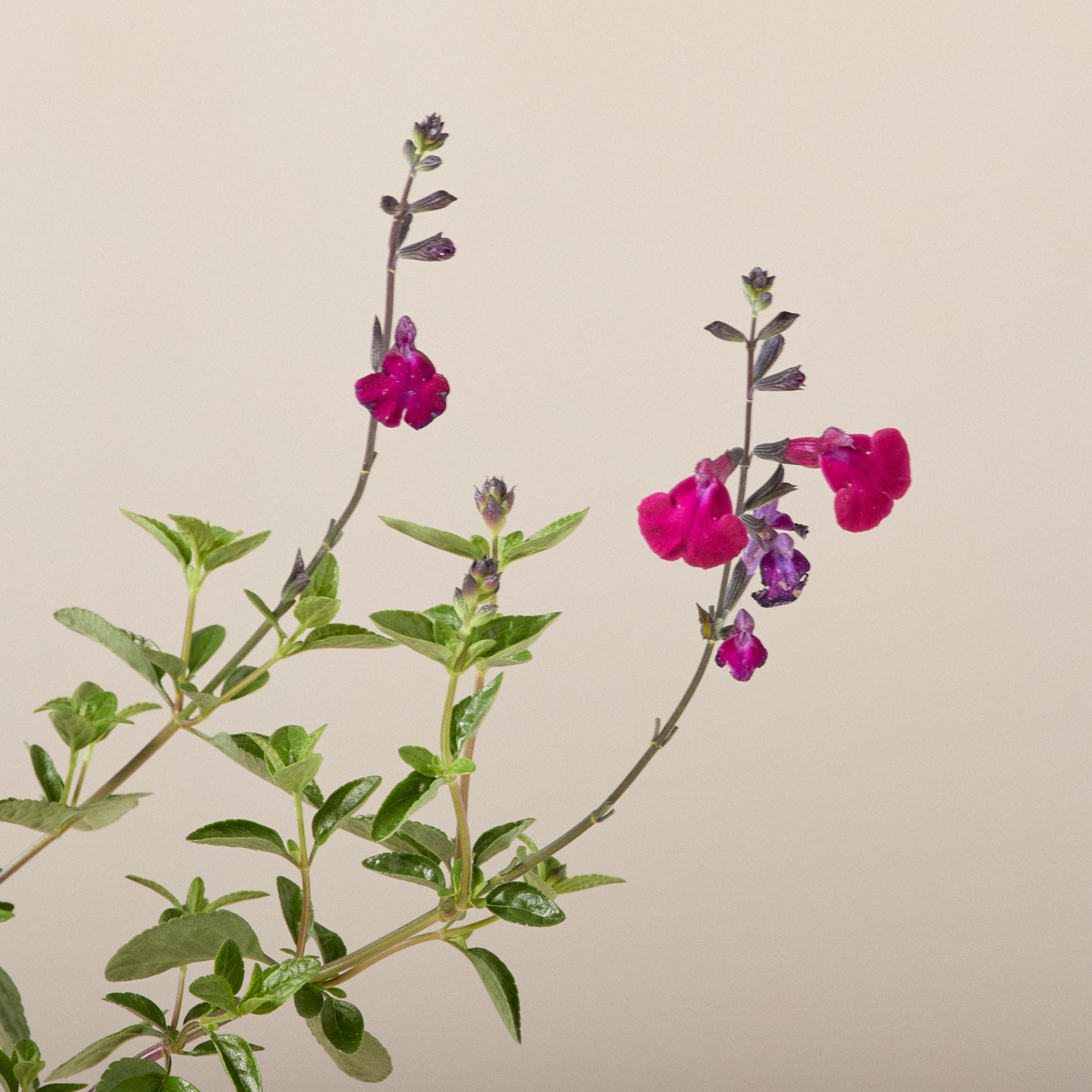 Salvia microphylla 'Viola's Darling'