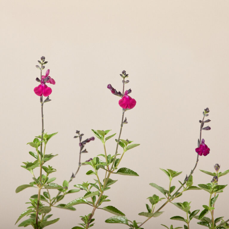 Salvia microphylla 'Viola's Darling'