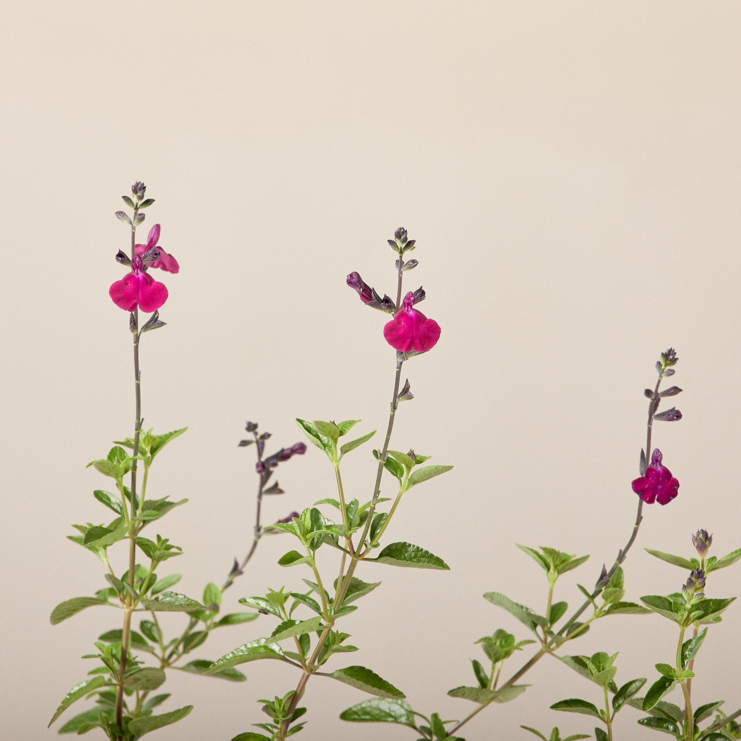 Salvia microphylla 'Viola's Darling'