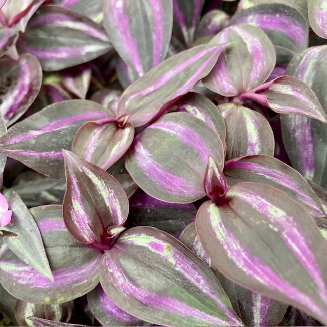Tradescantia ‘Jewel Red’
