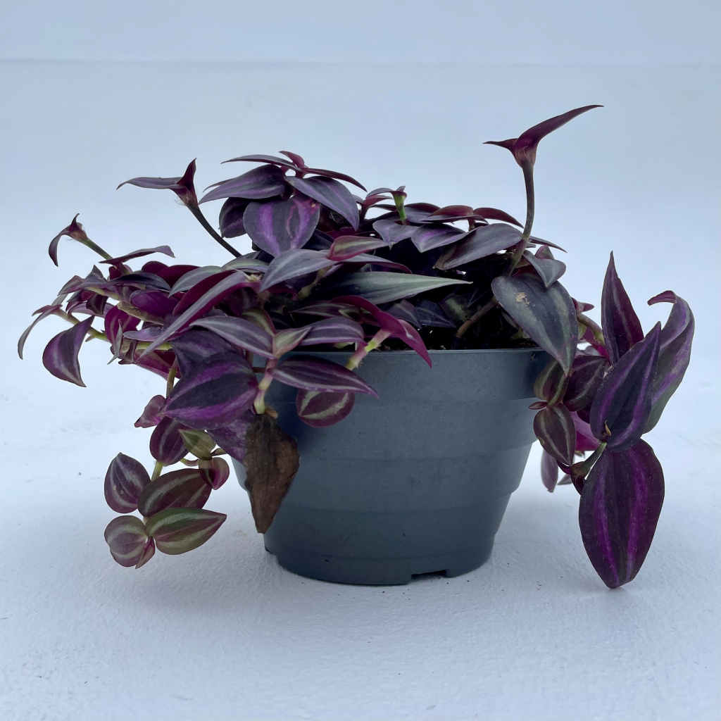 Tradescantia 'Jewel Red'