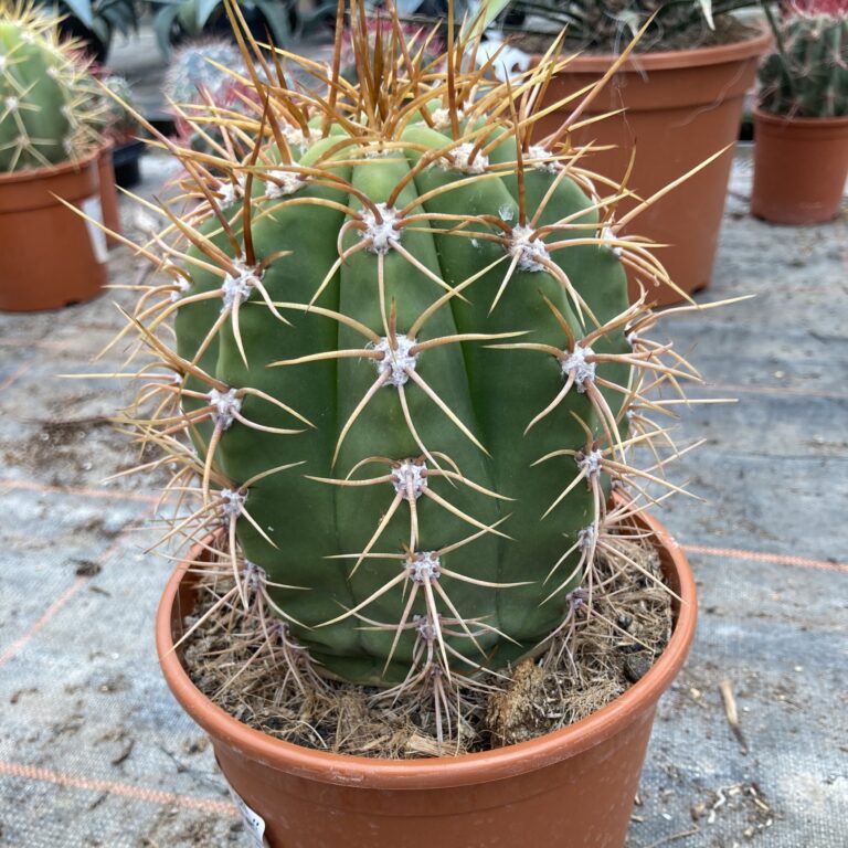 Trichocereus terschekii