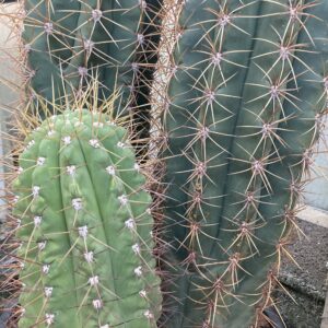 Trichocereus terschekii