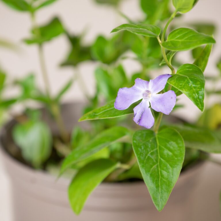 Vinca major