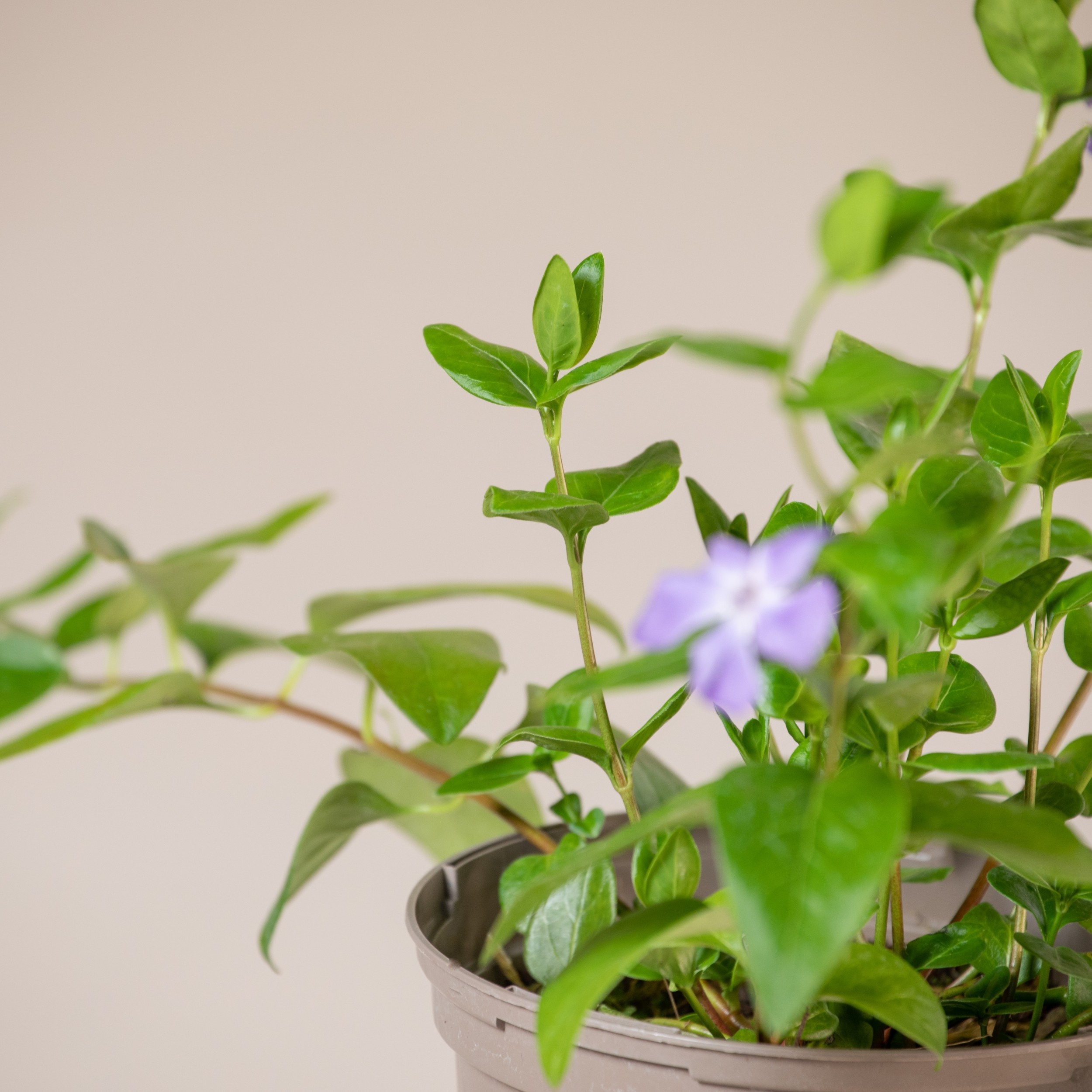 Vinca major