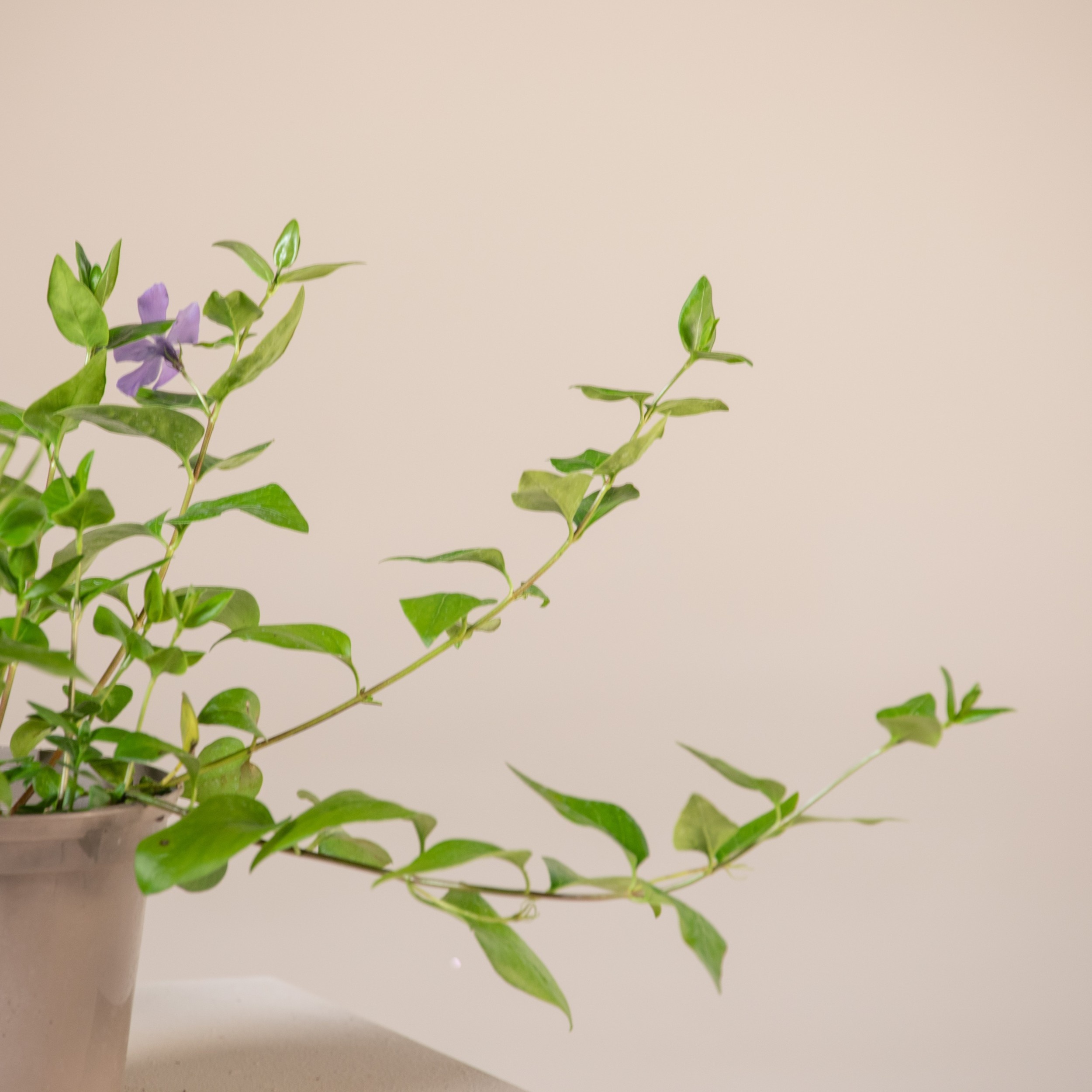 Vinca major