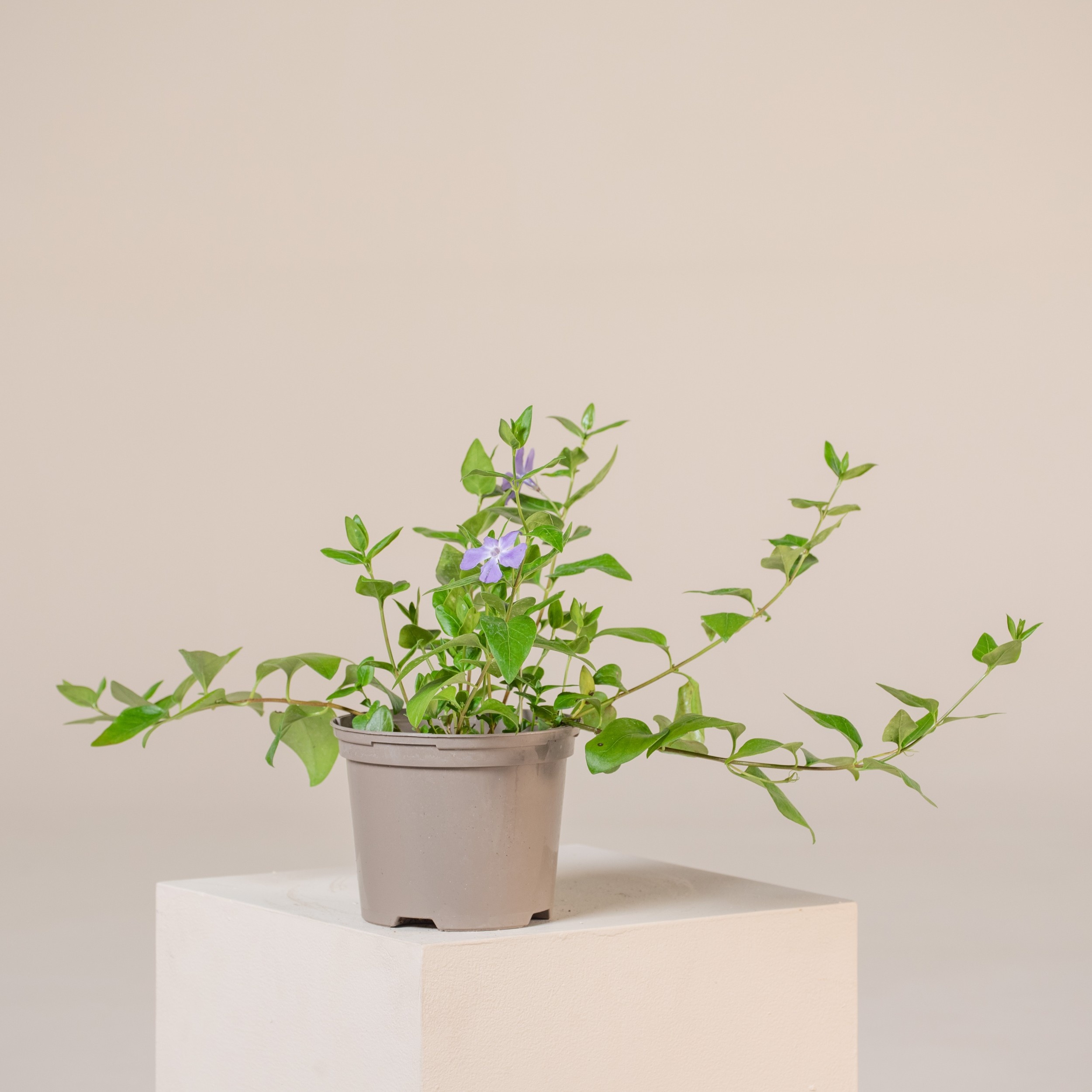 Vinca major