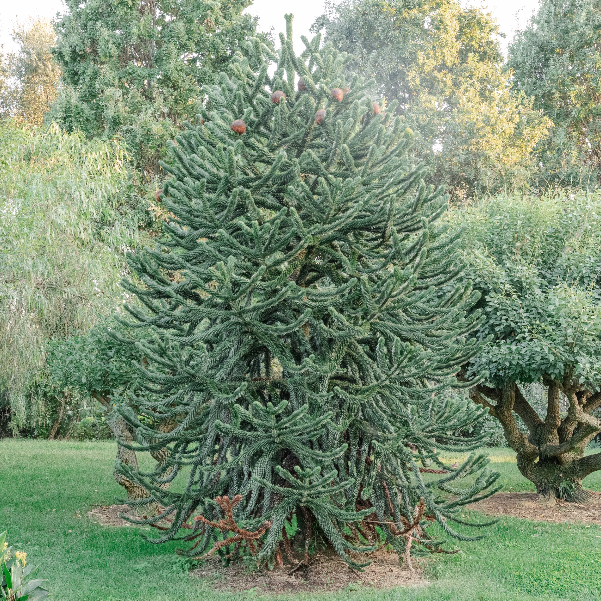 AAR Aruacaria araucana
