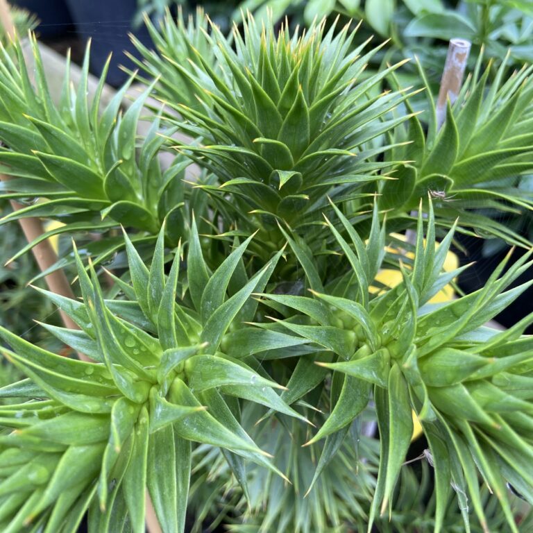 AAR Aruacaria araucana