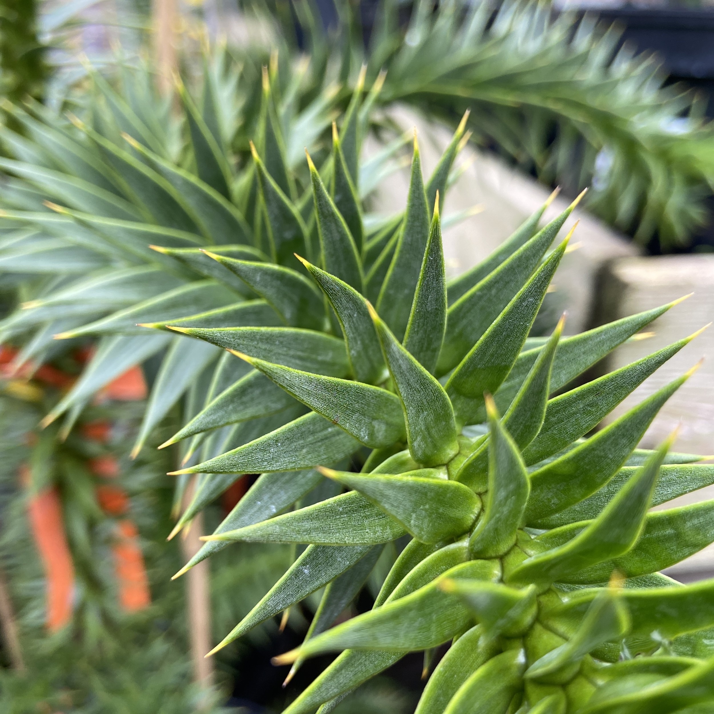 AAR Aruacaria araucana