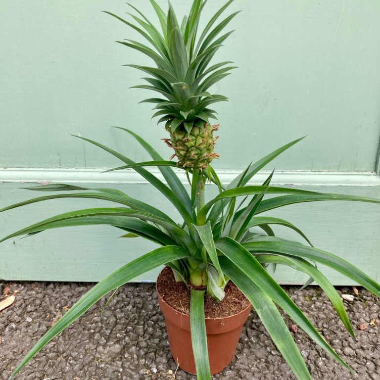 Pianta di Ananas comosus Mi Amigo per la Casa o l'Ufficio (35-45cm